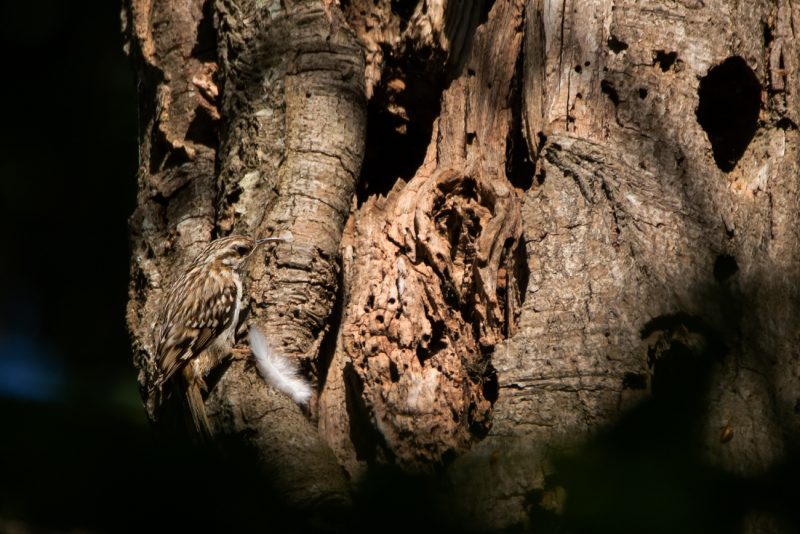 Grimpereau des jardins ramenant une plume au nid